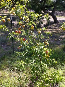 Young peach tree