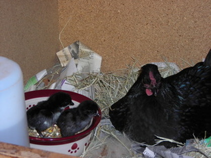 Chicks with Hen