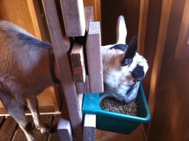 Goat with feeder