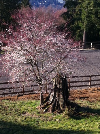 Plum tree in blossom