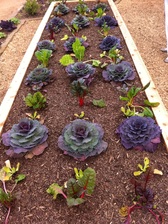 Growing cabbages in raised garden beds