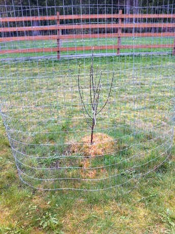 cages to protect fruit trees