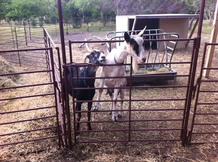 Goat fencing panels