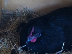 Hen in a nesting box