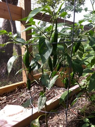 Pepper plants
