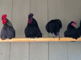 Roosting chickens
