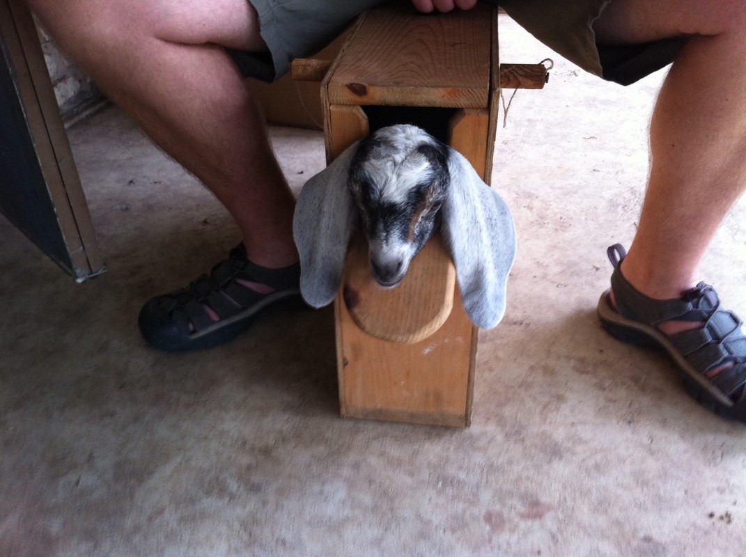 Goat disbuding box