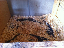 Wood chips in a nesting box